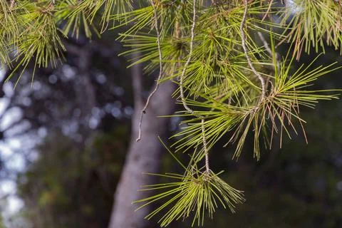 Close-Up of Pine Leaves Stock Photos