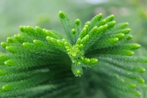Close up  pine leaves Stock Photos