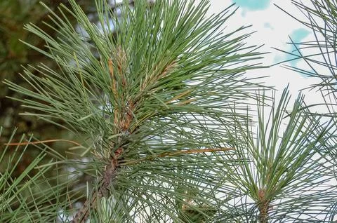 Close-up of Pine Needle Branches with Blue Sky Background Stock Photos