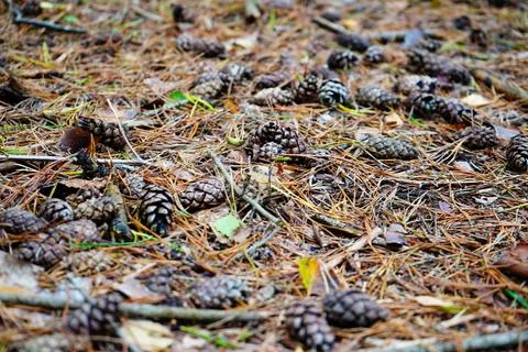 Close up of pine needled and pin cones on the forest floor 库存照片