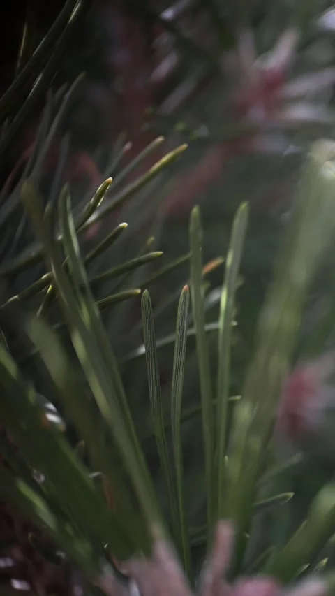 Close-Up of Pine Needles and Branch in Vogtland Forest Stock Footage 311279163