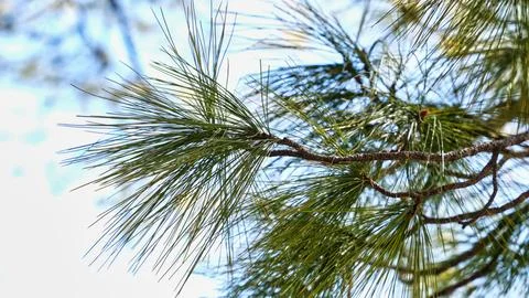 Close-up of pine needles and branches against a soft-focus background Stock Photos