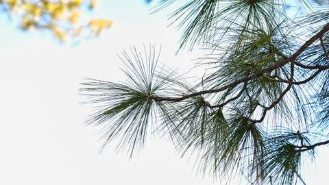 Close-up of pine needles and branches against a soft-focus background Stock Photos