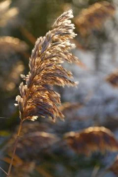 Close-up of pine needles and a pine cone in a grassy field with a mix Stock Photos