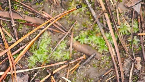 Close-up of pine needles and seeds on the ground in autumn forest Stock Footage 80984567