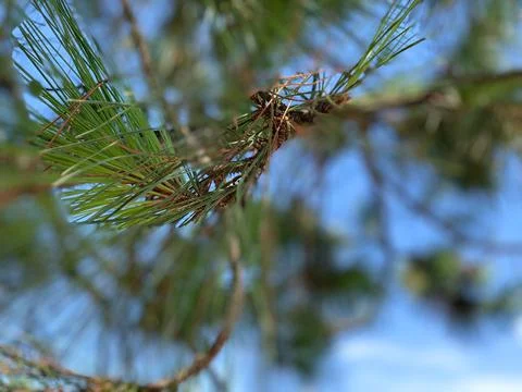 Close-up of pine needles on branch Stock Photos
