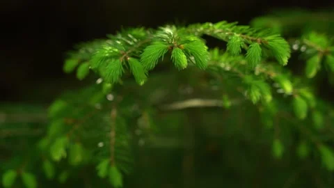Close-up of pine needles on a branch, showcasing the intricate detail Stock Footage 283483225