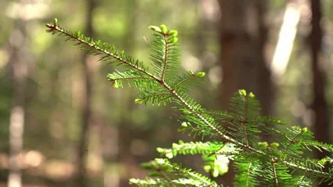 Close-up of pine needles on a branch, showcasing the intricate detail Stock Footage 301235055