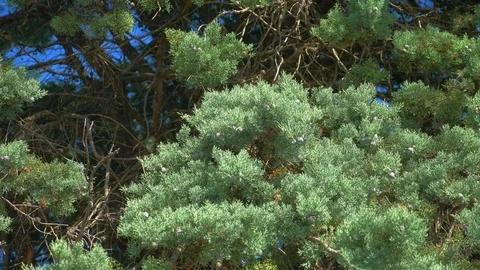 Close-up, pine needles on the branches of a tree against a blue sky. copy space Stock Footage 116445347