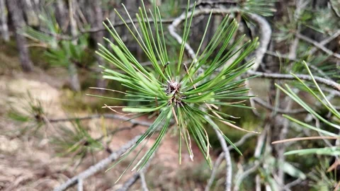 Close Up Pine Needles for Christmas Stock Footage 288831825
