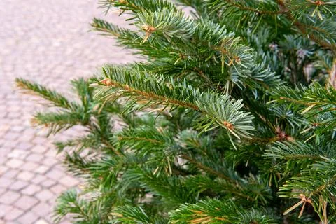 Close Up Of Pine Needles (Christmas Tree Branch Close Up) Stock Photos