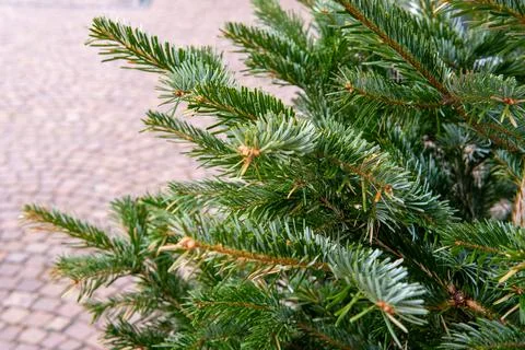 Close Up Of Pine Needles (Christmas Tree Branch Close Up) Stock Photos