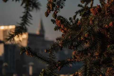 Close-up of Pine Needles with Cones Stock Photos