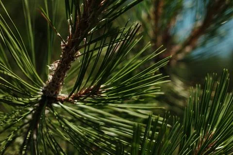 Close-up of pine needles in a conifer forest on a sunny day in Tara National  Stock Photos