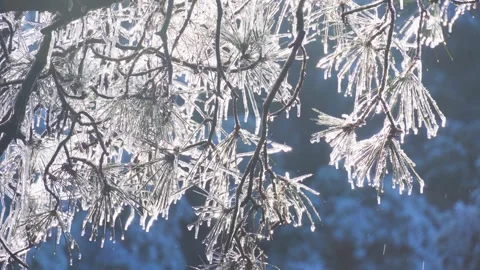 Close-Up pine needles covered in ice melting during a winter day Stock Footage 342229619