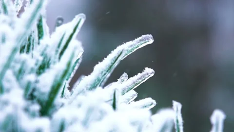 Close-Up pine needles covered in ice and fresh falling snow Stock Footage 342232563