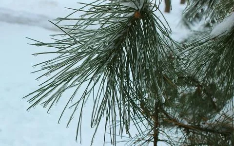 Close up of Pine Needles Covered in Ice Fotos de archivo