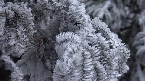 Close up of pine needles covered in thick white rime frost during winter Vídeos de archivo 341947108