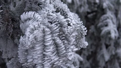 Close up of pine needles covered in thick white frost during winter season 動画素材 341947146
