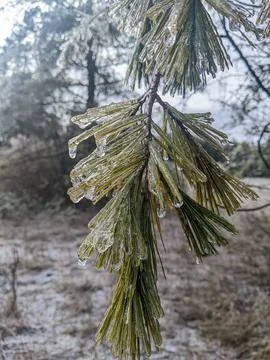 Close Up of Pine Needles Covered in Thick Clear Ice Fotos de archivo