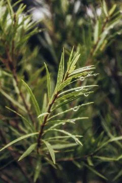 Close up of pine needles, dew drops, plants, plant, garden, nature, Stock Photos