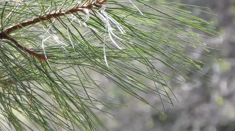 Close up of pine needles. Stock Footage 43968088