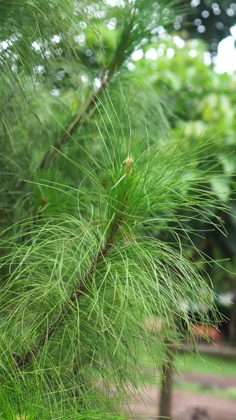 Close up of pine needles Video stock 275146218