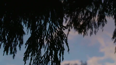 Close on pine needles in front of a colorful sunset in slow motion Stock Footage 90818214