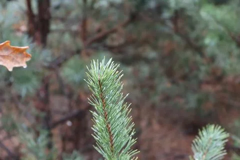 Close up of pine needles growing on branch in forest Stock Photos