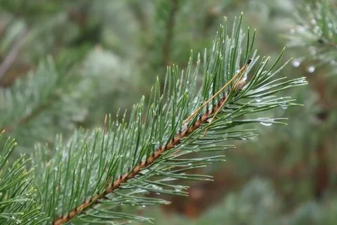 Close up of pine needles holding raindrops on a cloudy day Stock Photos