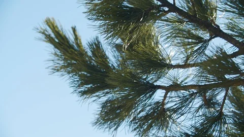 Close Up Pine Needles moved by Wind Vídeos de archivo 111755748