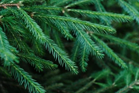 Close up of pine needles pattern on the tree branches in the summer park Stock Photos