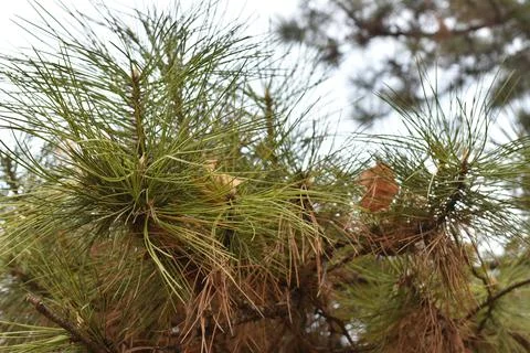 Close up of pine needles Stock Photos