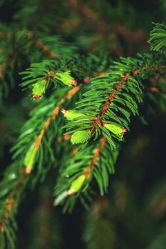 Close up of pine needles Stock Photos
