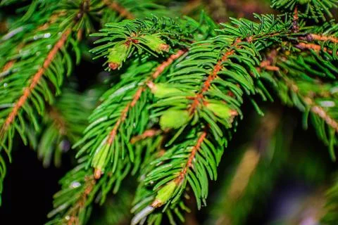 Close up of pine needles Stock Photos