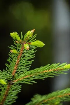 Close up of pine needles Stock Photos