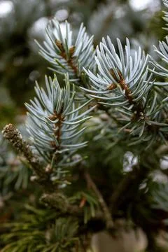 The close up of pine needles Fotos de archivo