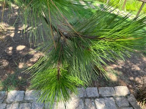 Close-up of pine needles Stock Photos