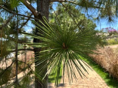 Close-up of pine needles Stock Photos