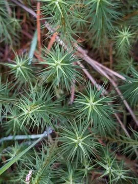 Close up of Pine Needles Stock Photos