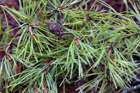 Close-up of Pine Needles with Pinecone Stock Photos