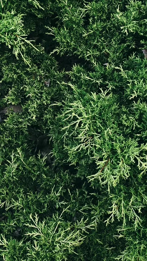 Close up of pine needles, plant, nature, tree, leaf, garden, leaves, grass, Stock Footage 246609101