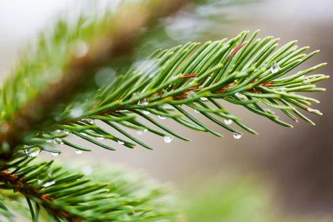 Close up of pine needles with raindrops hanging after a rain Stock Photos