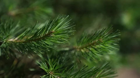 A close-up of pine needles softly shifting in the breeze, surrounded by lush Stock Footage 312336128