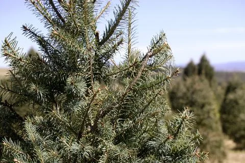 Close Up Pine Needles in Sunlight at Christmas Tree Farm Stock Photos