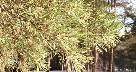 Close-Up of Pine Needles in Sunlight Stock Footage 238803598