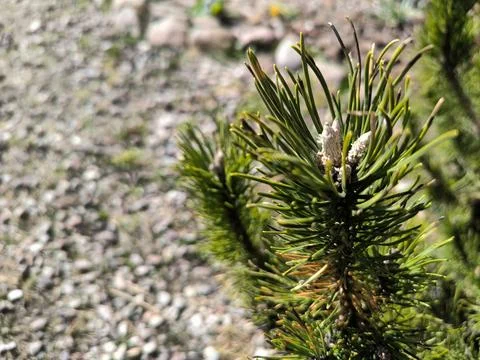 Close-up of pine needles in sunlight Stock Photos