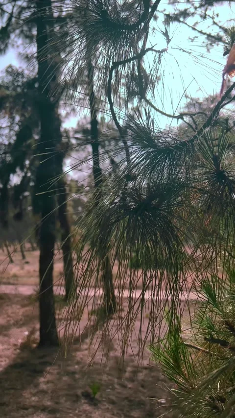 "Close-Up of Pine Needles Swaying in Wind" Video stock 309781622