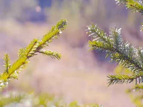 Close up of Pine or Fir tree branches moving on wind.  summer Video stock 74076916
