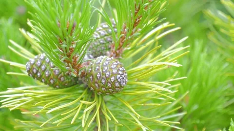 Close up of Pine or Fir tree branches moving on wind. Stock Footage 77747556